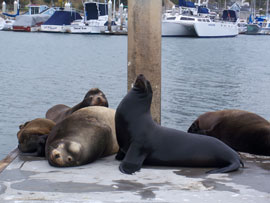 Seals in Oceanside Harbor